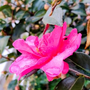小さな庭,テラス,家庭菜園,玄関アプローチの画像