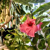 ドラセナ,ハイビスカス,ウンベラータ,フィカス　ウンベラータ,フィロデンドロンの画像