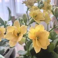 カランコエ,ポトスライム,ポトス・エンジョイ,多肉植物,観葉植物の画像