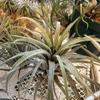 チランジア,イオナンタ,エアプランツの画像