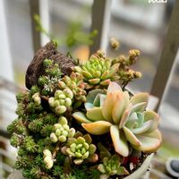白鳳,琴爪菊,美空の鉾,多肉植物寄せ植え,多肉植物のある暮らしの画像