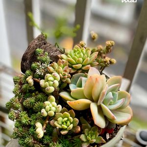 白鳳,琴爪菊,美空の鉾,多肉植物寄せ植え,多肉植物のある暮らしの画像