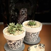 フィカス ベンガレンシス,センペルビウム,センペルビウム属,フィカス属,DAISO産の画像