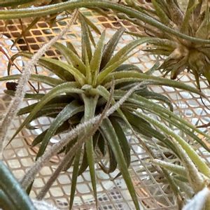 チランジア,イオナンタ,エアプランツの画像