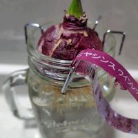 ヒヤシンス,ヒヤシンス　ワインレッド,水耕栽培,球根植物の画像
