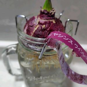 ヒヤシンス,ヒヤシンス　ワインレッド,水耕栽培,球根植物の画像