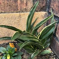 オモト,オモト,万年青(おもと),初心者,成長記録の画像