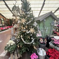 ローズマリー,花かんざし,絵になるスミレ・パルム,ギョリュウバイ,ギョリュウバイ（御柳梅）の画像