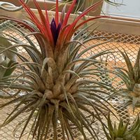 チランジア,イオナンタ,エアプランツの画像