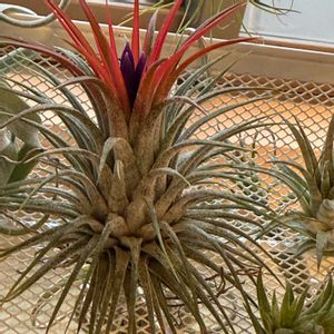 チランジア,イオナンタ,エアプランツの画像