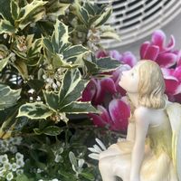 胡蝶の舞,B型,班入りヒイラギ,GSミニモニ。,バラと夢CLUBの画像