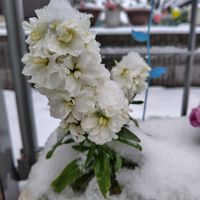 ガザニア,ストック,ストック,ハボタン,植えっぱなしの画像