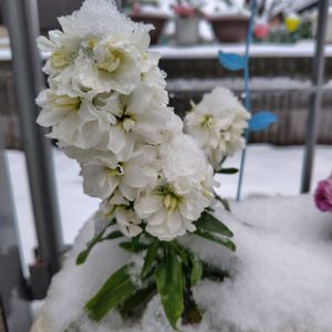 ガザニア,ストック,ストック,ハボタン,植えっぱなしの画像