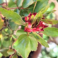 ミニバラ,鉢植え,貫生花,ベランダの画像