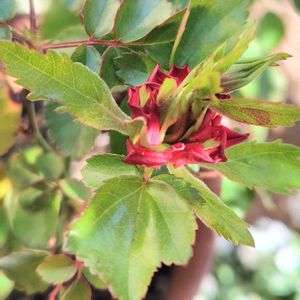 ミニバラ,鉢植え,貫生花,ベランダの画像