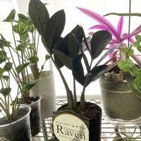 ザミオクルカス  レイヴン,シンゴニウム・シュリンクハート,観葉植物,PR,お部屋の画像