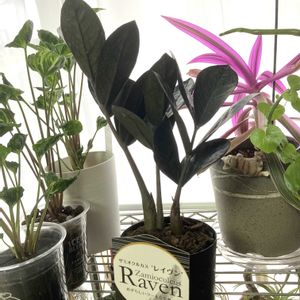 ザミオクルカス  レイヴン,シンゴニウム・シュリンクハート,観葉植物,PR,お部屋の画像