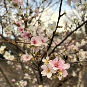 四季桜,癒し,花のある暮らし,iPhone撮影,皇居乾通り一般公開の画像