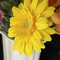 ガーベラ,石の日,#最前線のあなたへ,明日はきっと良い日になる,今日を良い日にの画像