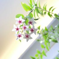 ホヤ・ベラ,ホヤ,初めての開花,リビング・ダイニングの画像