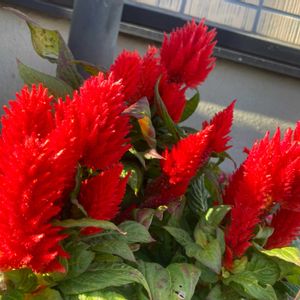 ケイトウ,観葉植物,癒し,グリーンのある暮らし,GSのみなさんに感謝♡の画像