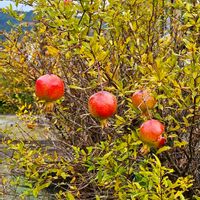 ザクロ,ナンテン,世界中の人々が平穏に暮らせますようにの画像