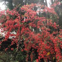 ピラカンサの画像