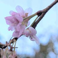 サクラ,冬桜,ジュウガツザクラ,さくら サクラ 桜,フユザクラの画像