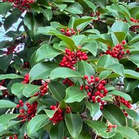 クロガネモチ,クロガネモチ,癒し,花のある暮らし,iPhone撮影の画像