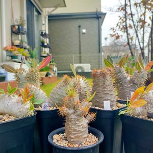 パキポディウム・エブレネウム,恵比寿笑い,パキポディウム・ホロンベンセ,パキポディウム 伊藤ハイブリッド,塊根植物の画像