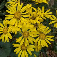 ツワブキ,大人の着せ替え人形,浜名湖 ガーデンパーク,薔薇♪,ばら バラ 薔薇の画像