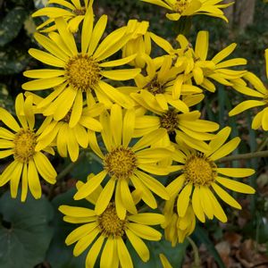 ツワブキ,大人の着せ替え人形,浜名湖 ガーデンパーク,薔薇♪,ばら バラ 薔薇の画像