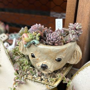 セダム,多肉,リンダリンダ,多肉植物,ベランダガーデンの画像