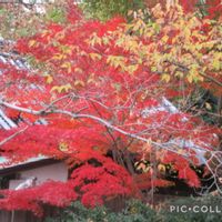 モミジ,寄り道散歩の画像