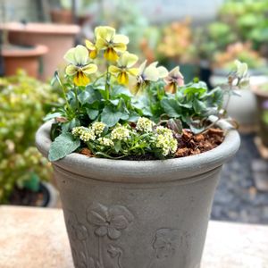 ビオラ,ビオラ すみれ図鑑,寄せ植え,鉢植え,ガーデニングの画像