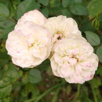 ミニバラ,ミニバラ・グリーンアイス,庭の画像