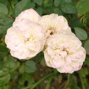 ミニバラ,ミニバラ・グリーンアイス,庭の画像