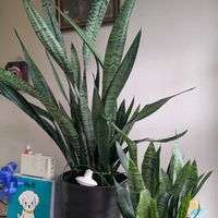 ヤツデの花♡,開花中,嬉しい❤️,サンセベリア⭐,満開❣️の画像