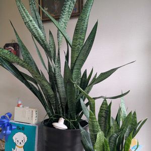 ヤツデの花♡,開花中,嬉しい❤️,サンセベリア⭐,満開❣️の画像