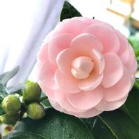 ツバキ,乙女椿,オトメツバキ,つばき,淡乙女の画像