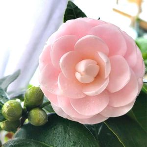 ツバキ,乙女椿,オトメツバキ,つばき,淡乙女の画像