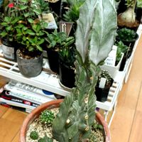 サボテン,多肉植物,多肉大好き,多肉中毒,アパートの画像