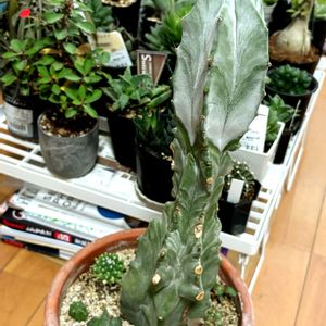 サボテン,多肉植物,多肉大好き,多肉中毒,アパートの画像