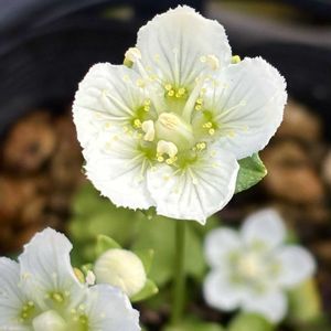 梅鉢草,盆栽,小品盆栽,山野草,山野草盆栽の画像