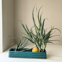 アロエ,夏みかん,いけばな,草月流の画像