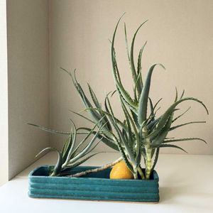 アロエ,夏みかん,いけばな,草月流の画像