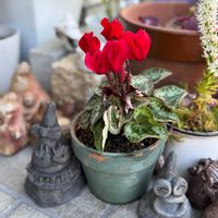 ナンテン,ガーデンシクラメン,葉牡丹（はぼたん）の画像