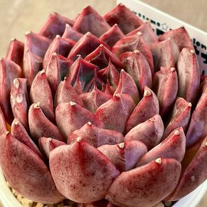 ワイルドキャット,多肉植物,エケベリア属,多肉大好き,多肉中毒の画像