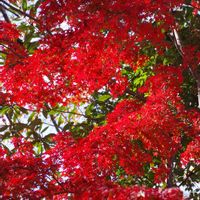 モミジ,モミジ,紅葉,紅葉,カエデの画像