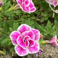 カリブラコア,カリブラコア,ご近所,マイペースに,心穏やかに♡の画像